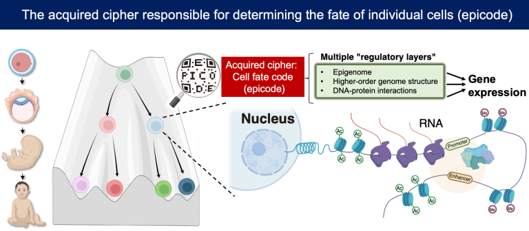 Deciphering the epicode of chromatin, which controls cell fate ...