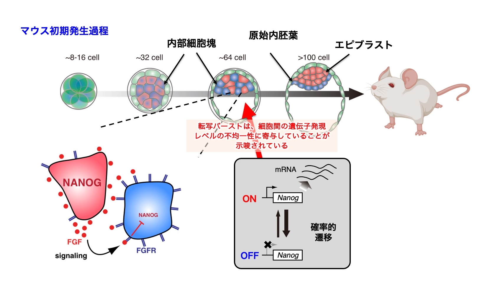 図2. マウス初期発生における遺伝子発現レベルの不均一性