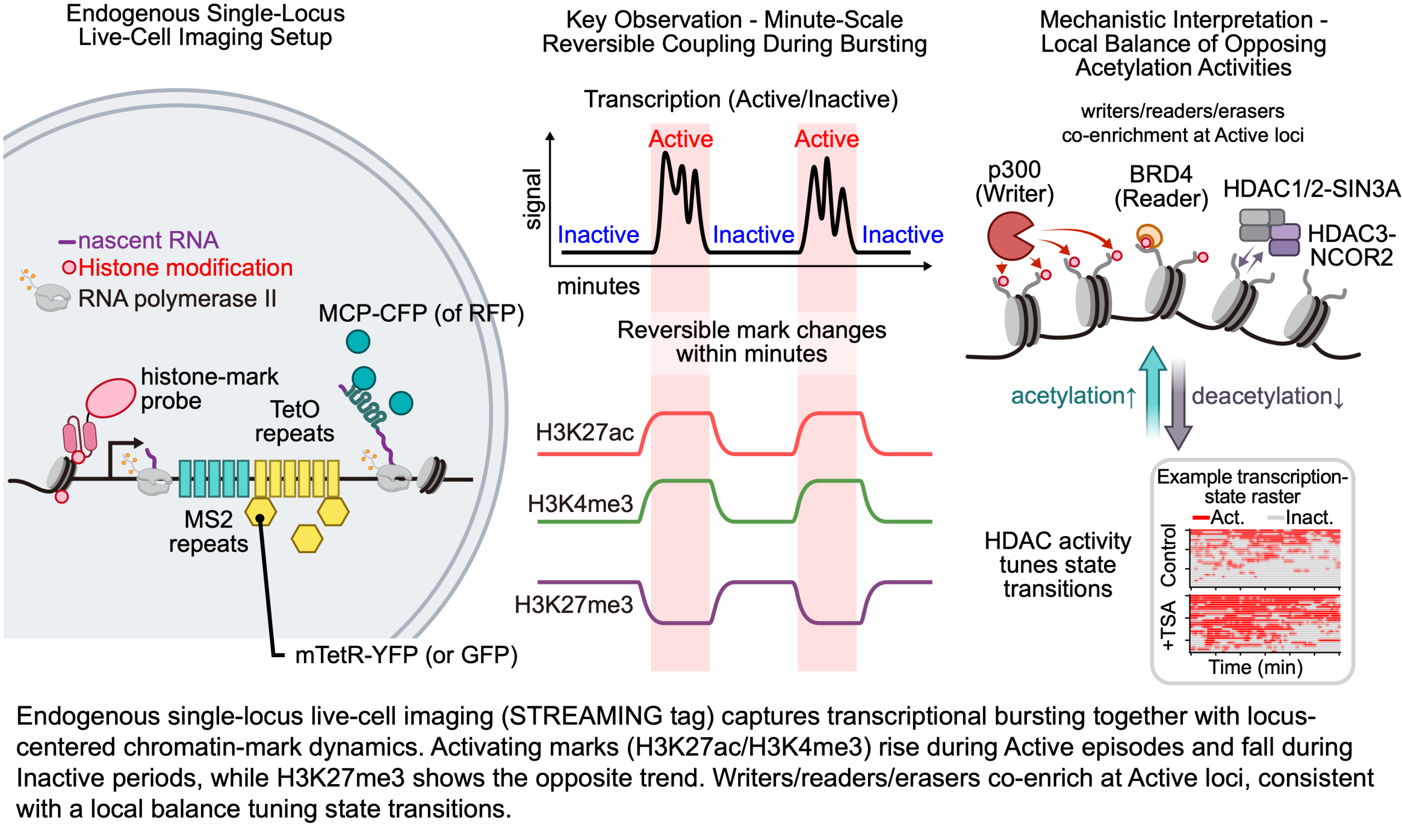 Minute-scale coupling of chromatin marks and transcriptional bursts