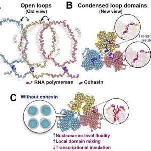 Diagram comparing the classical open-loop view with condensed euchromatin domains separated by cohesin, and local domain mixing after cohesin loss.