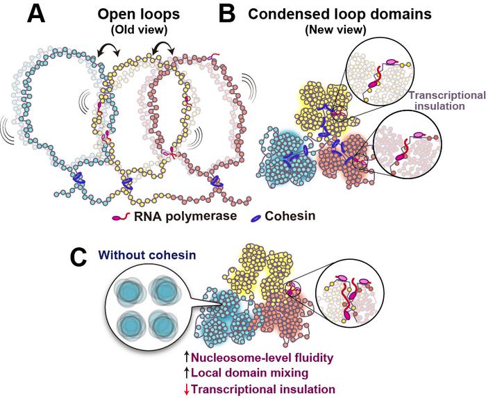 Diagram comparing the classical open-loop view with condensed euchromatin domains separated by cohesin, and local domain mixing after cohesin loss.